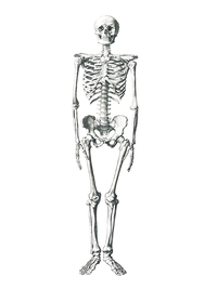 HumanSkeleton.png