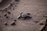 TurtleYoung.png