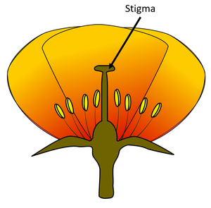 FlowerDiagramStigma.png