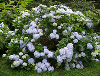 Hydrangea.png