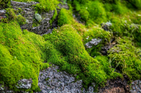 Moss.png