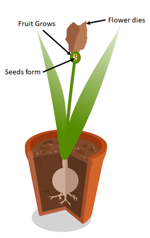 PollinatedFlower3.png