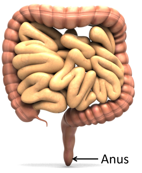 File:Anus.png