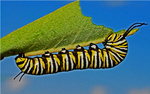 Caterpillar.png