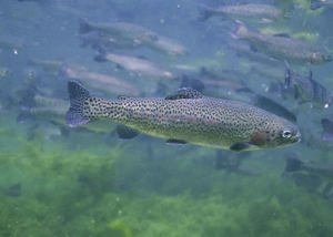 Trout.png