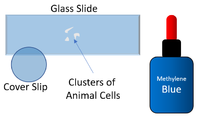 MicroscopeAnimalCells1.png