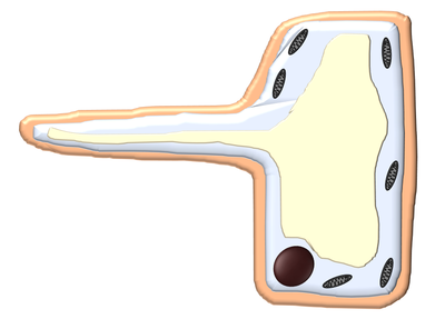 RootHairCellClipart.png