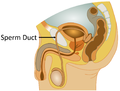 Thumbnail for version as of 08:23, 19 September 2018