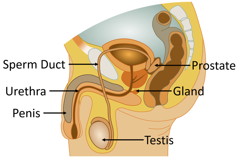 File:ReproductiveSystemMale.png