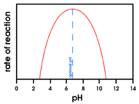 AmylasepH.png