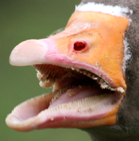 BirdMouth.png