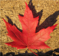 Thumbnail for version as of 09:43, 20 August 2018