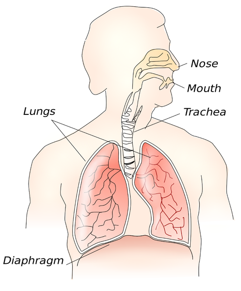 File:BreathingSystemSimple.png