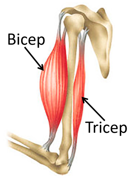 File:BicepTricep.png