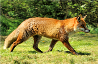 Fox.png