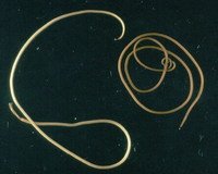HorsehairWorm.png