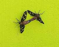 InsectsMating.png