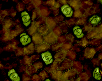 Stomata.png