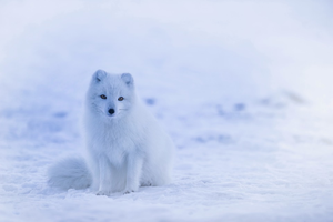ArcticFox.png