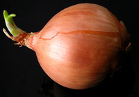 BulbStem.png