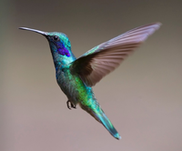 HummingBird.png