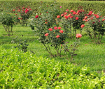 RoseBush.png