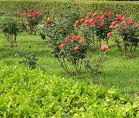 RoseBush.png