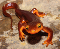Newt.png