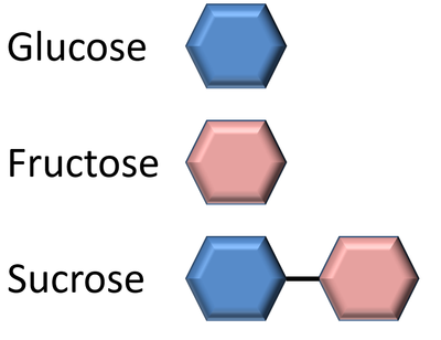 SugarMolecules.png