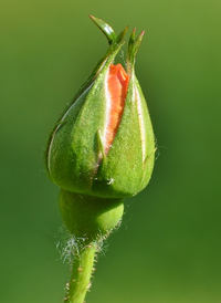 Bud.png