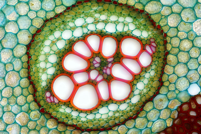PlantVeinCrossSection.png