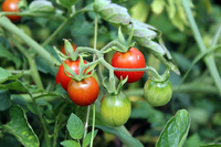 TomatoPlant.png