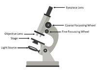 MicroscopeDiagram.png