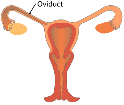 ReproductiveSystemOviduct.png