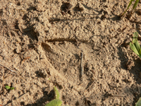 SoilSandy.png