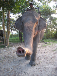 ElephantNose.png