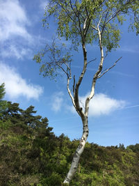 SilverBirchTree.png