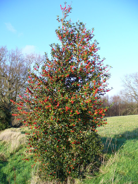 File:HollyTree.png
