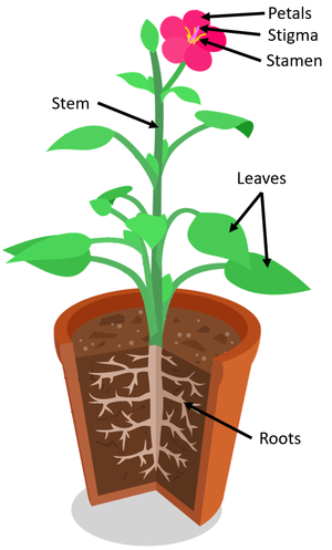 FloweringPlantOrgans.png