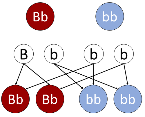 GeneticCrossDiagram.png