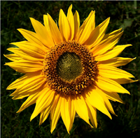 Sunflower.png