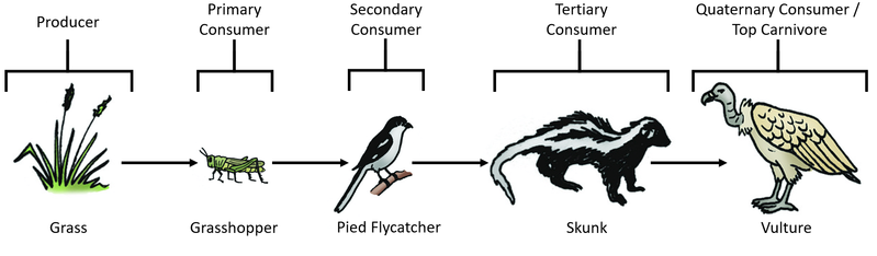 File:FoodChain6.png