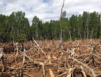 Deforestation.png