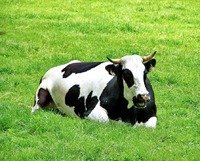 Cow.png
