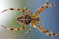 Thumbnail for version as of 08:01, 26 August 2018