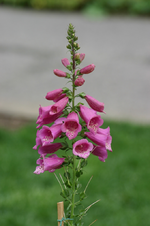 Foxglove.png