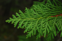 CedarLeaf.png