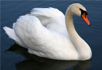 Swan.png