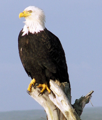 Eagle.png