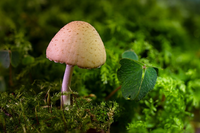Mushroom.png